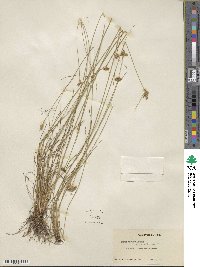 Juncus confusus image