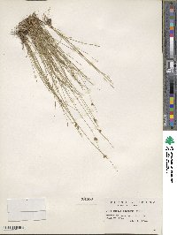 Juncus confusus image