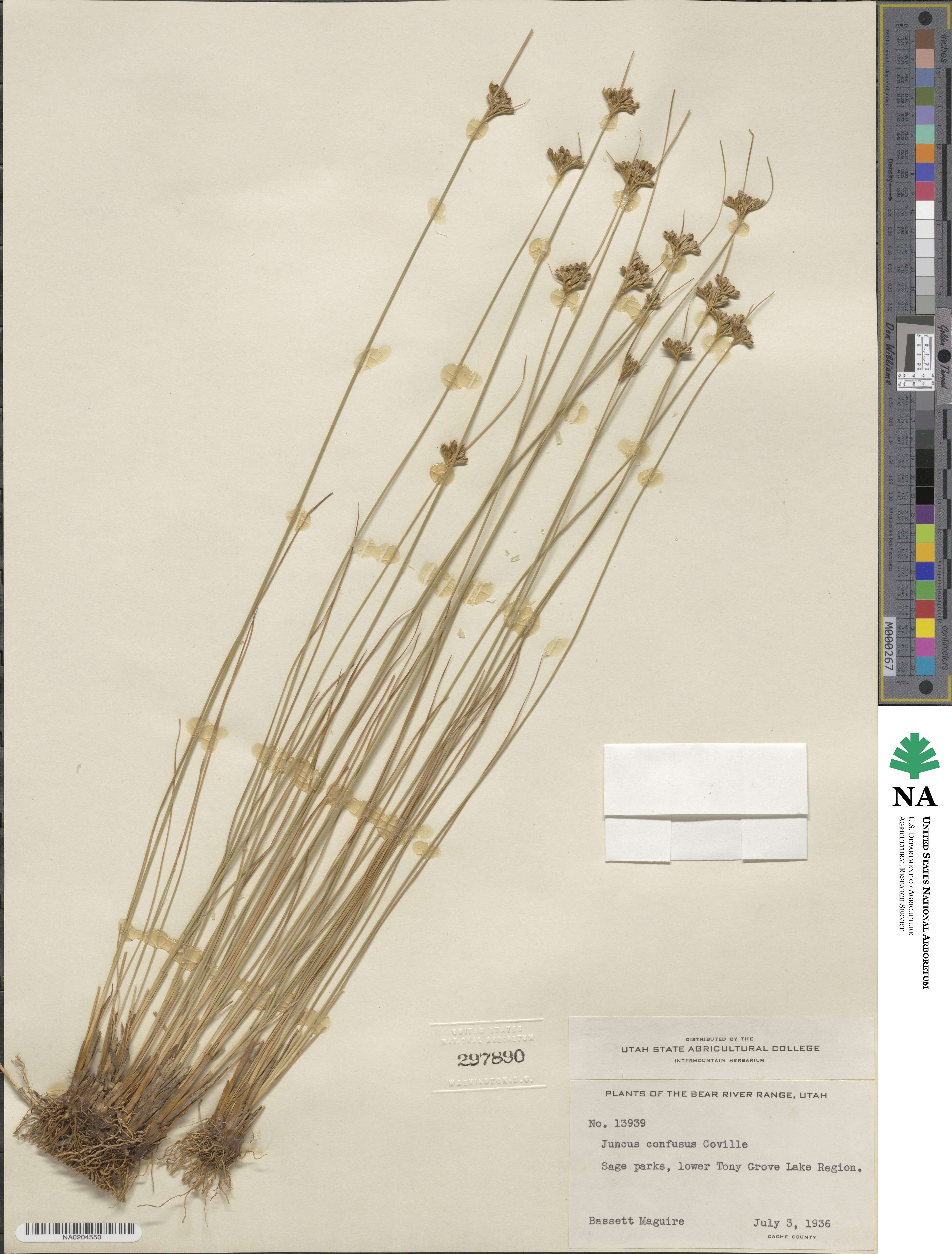 Juncus confusus image