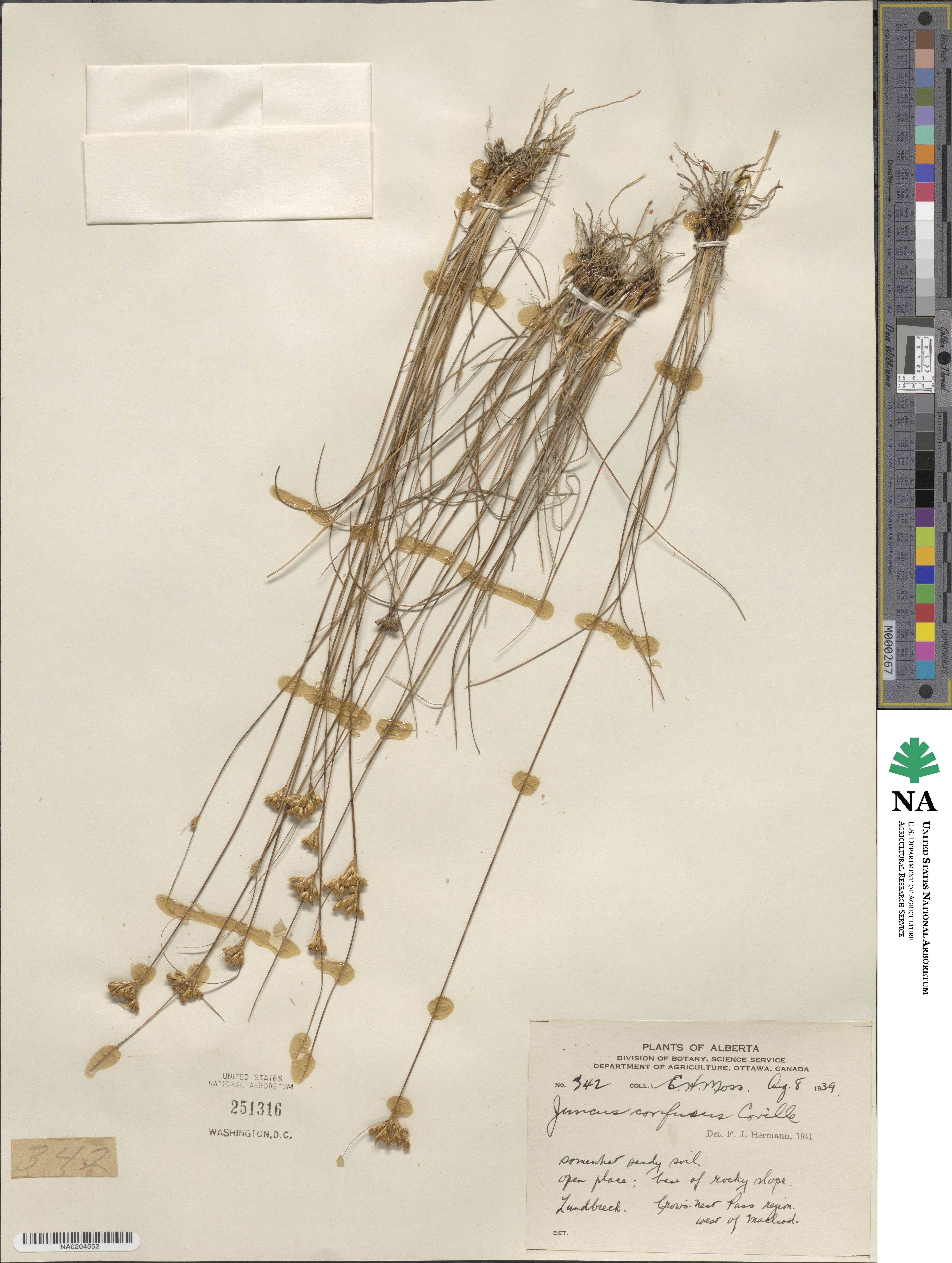 Juncus confusus image