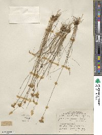 Juncus confusus image