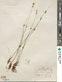 Juncus confusus image