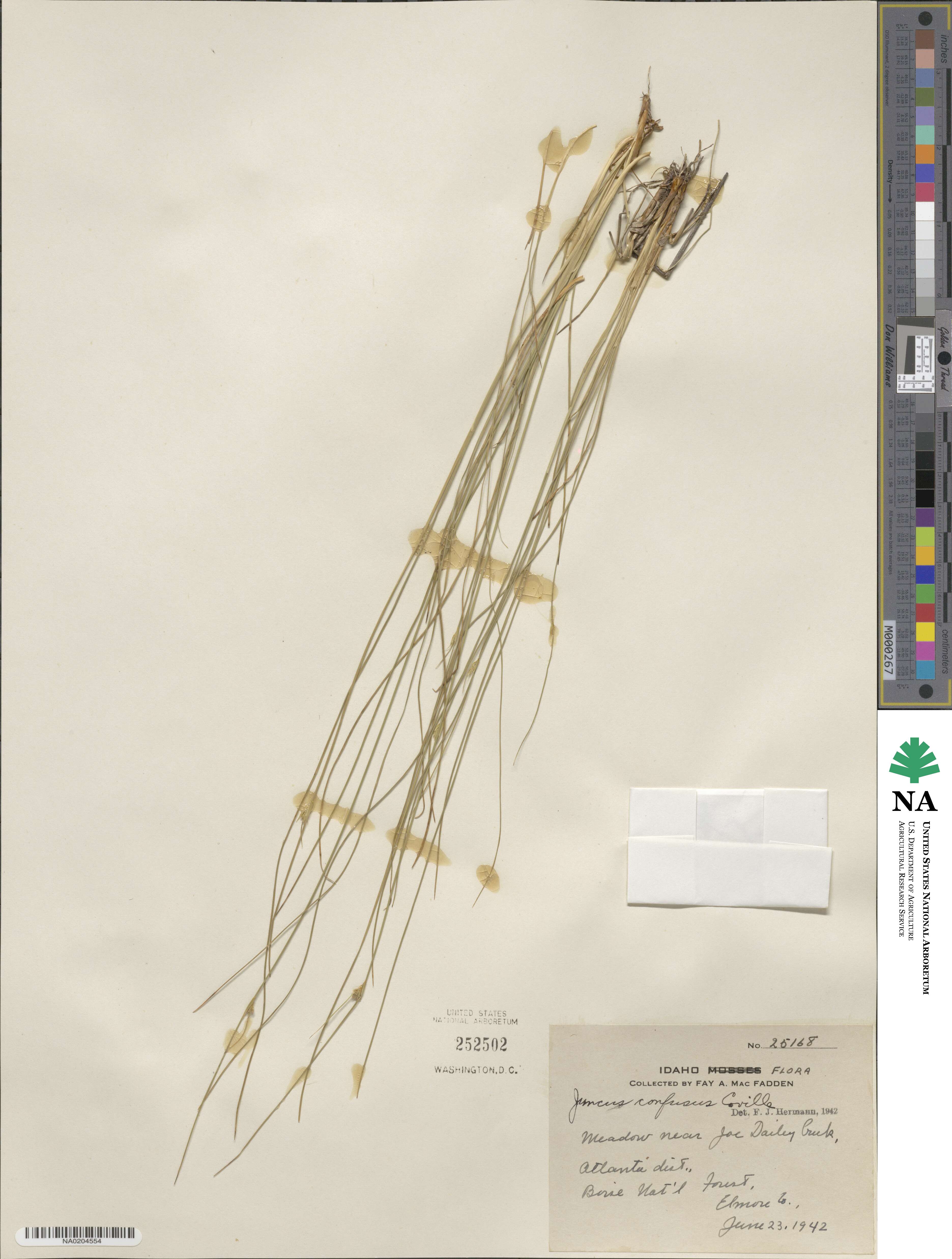 Juncus confusus image