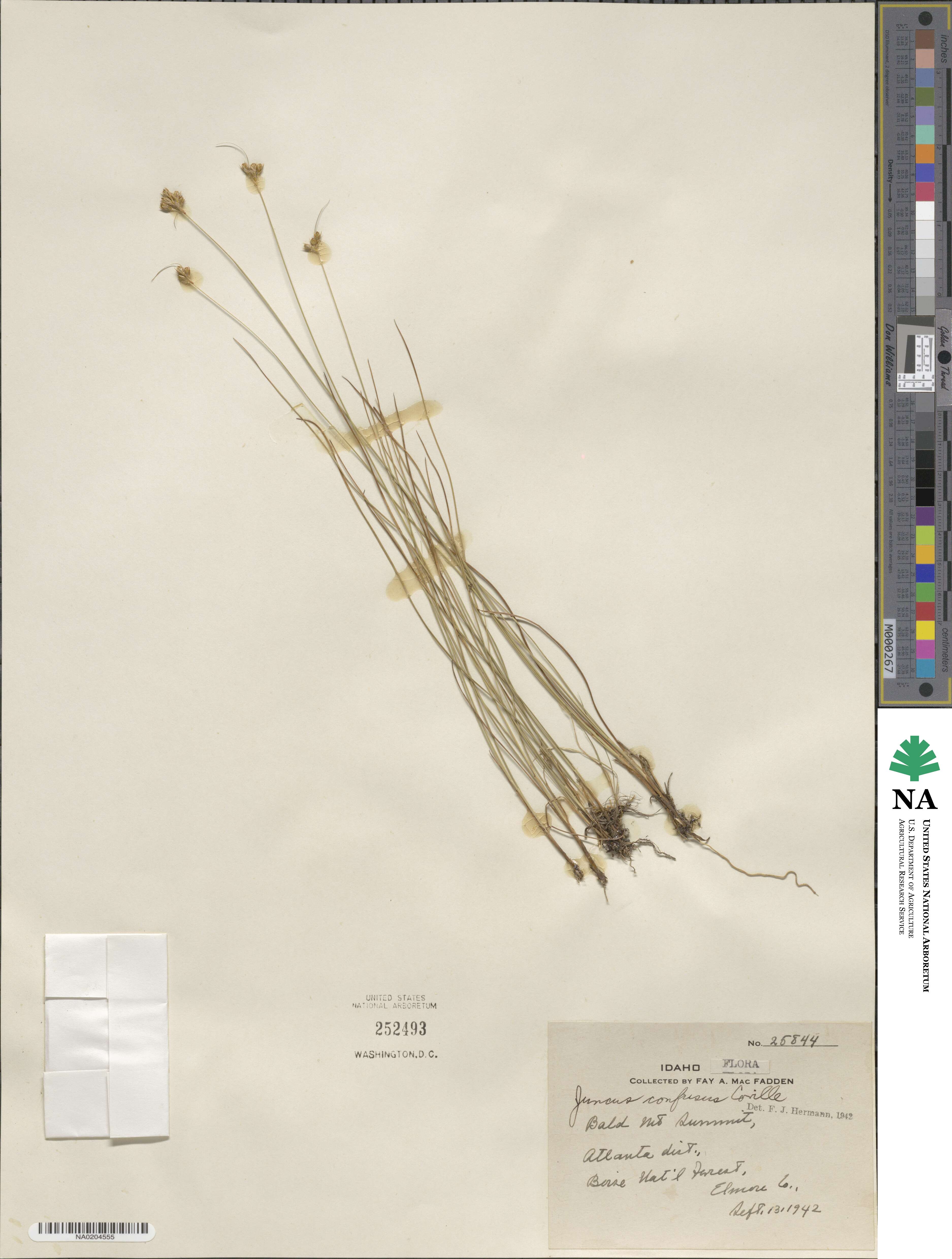 Juncus confusus image