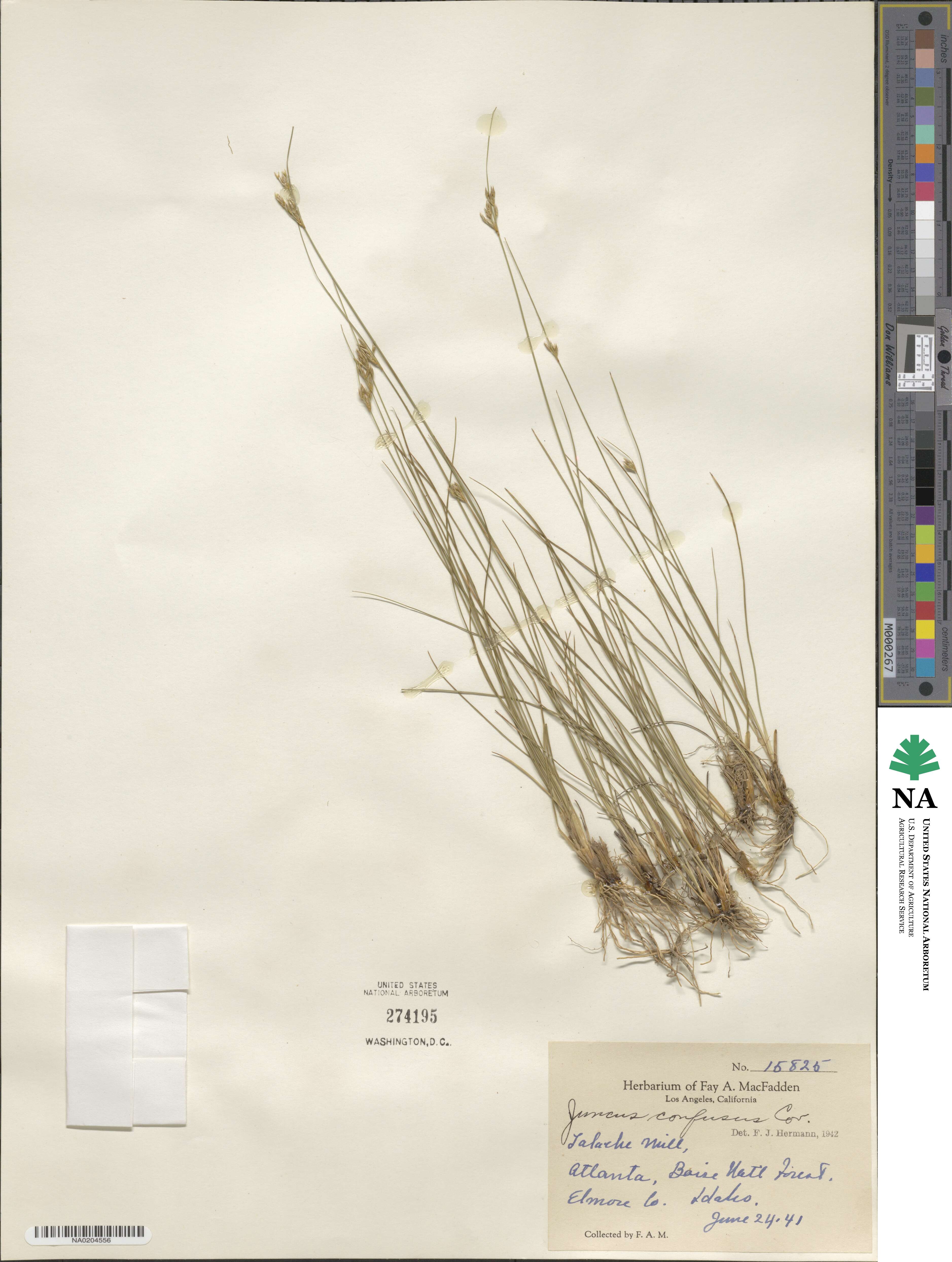 Juncus confusus image