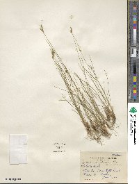 Juncus confusus image