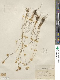 Juncus confusus image