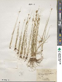 Juncus confusus image