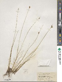 Juncus confusus image