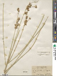 Juncus cooperi image