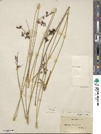 Juncus coriaceus image