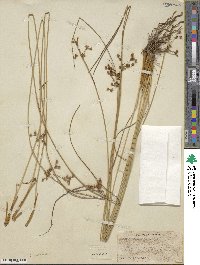 Juncus coriaceus image