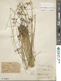 Juncus coriaceus image