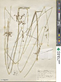 Juncus coriaceus image