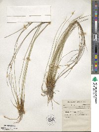 Juncus coriaceus image