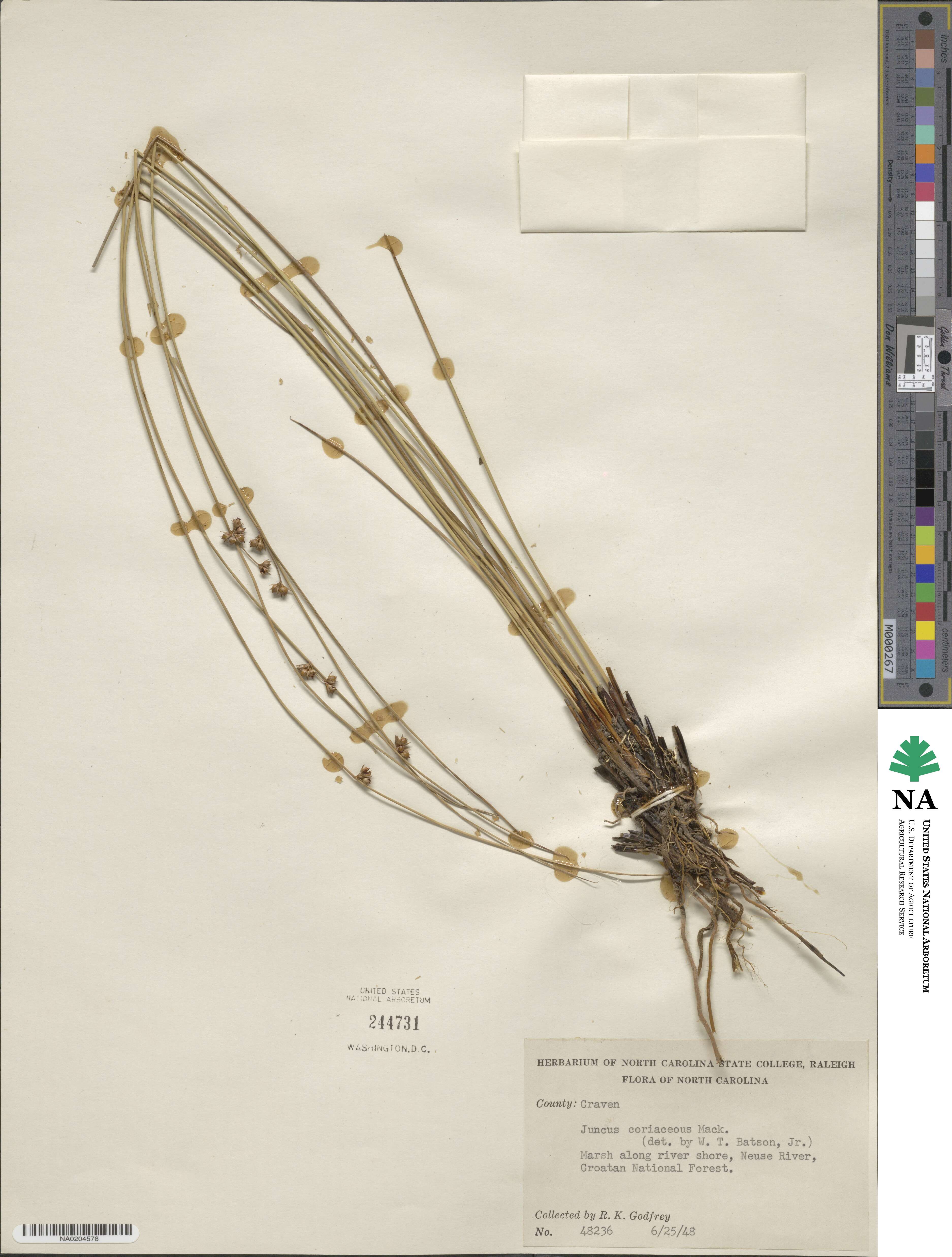 Juncus coriaceus image