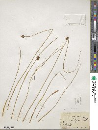 Juncus coriaceus image