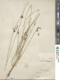 Juncus coriaceus image