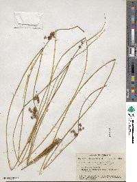 Juncus coriaceus image