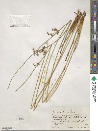 Juncus coriaceus image