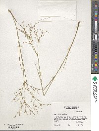 Juncus diffusissimus image