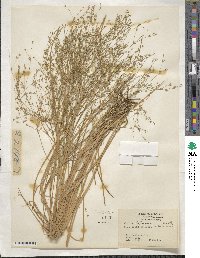 Juncus diffusissimus image