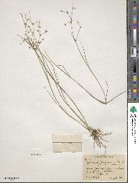 Juncus diffusissimus image