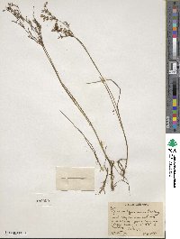 Juncus diffusissimus image