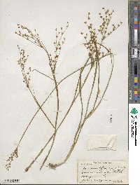 Juncus diffusissimus image