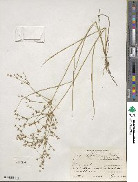 Juncus diffusissimus image