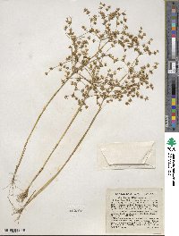 Juncus diffusissimus image