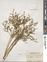 Juncus diffusissimus image