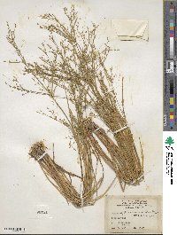 Juncus diffusissimus image