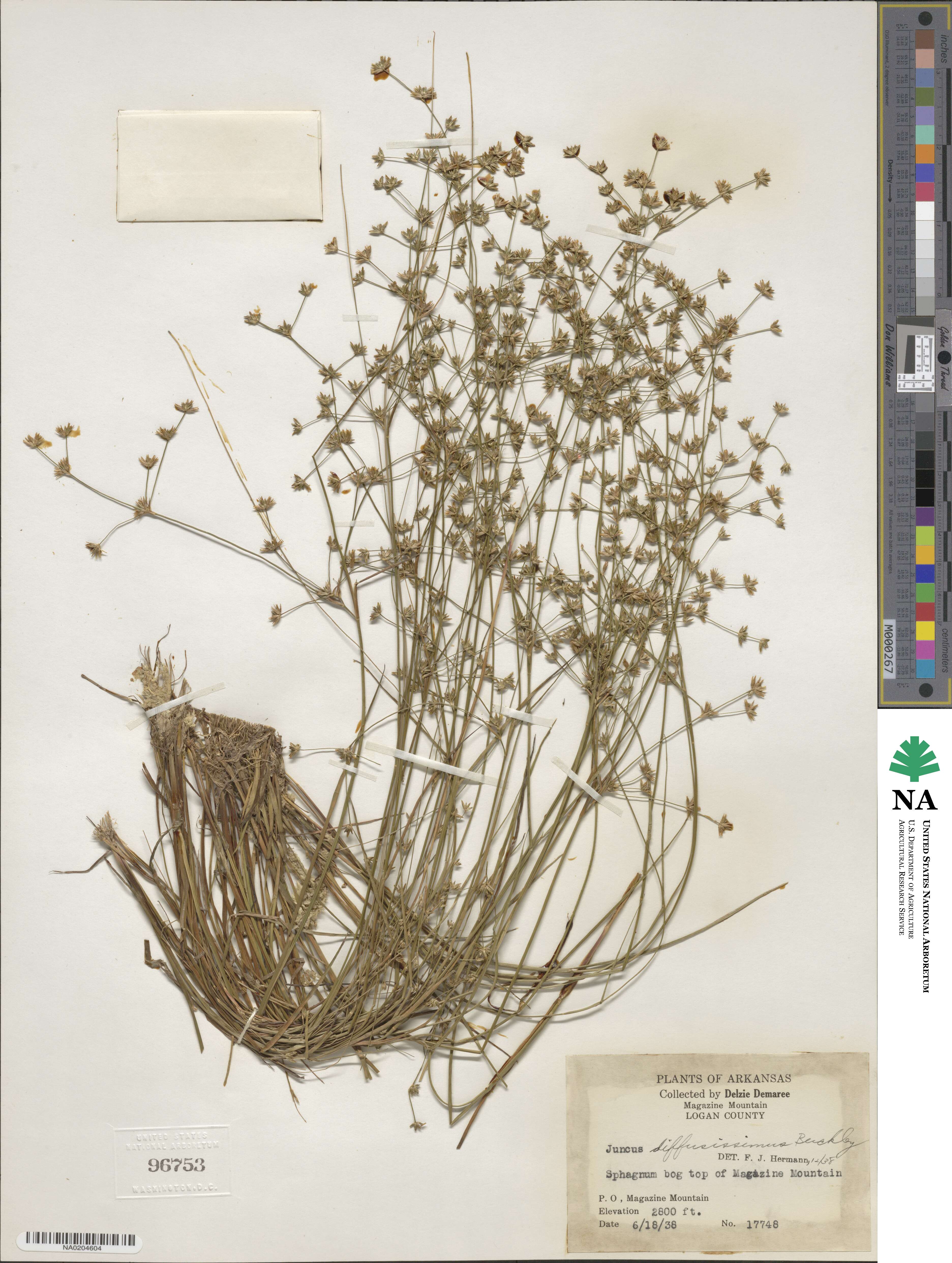 Juncus diffusissimus image