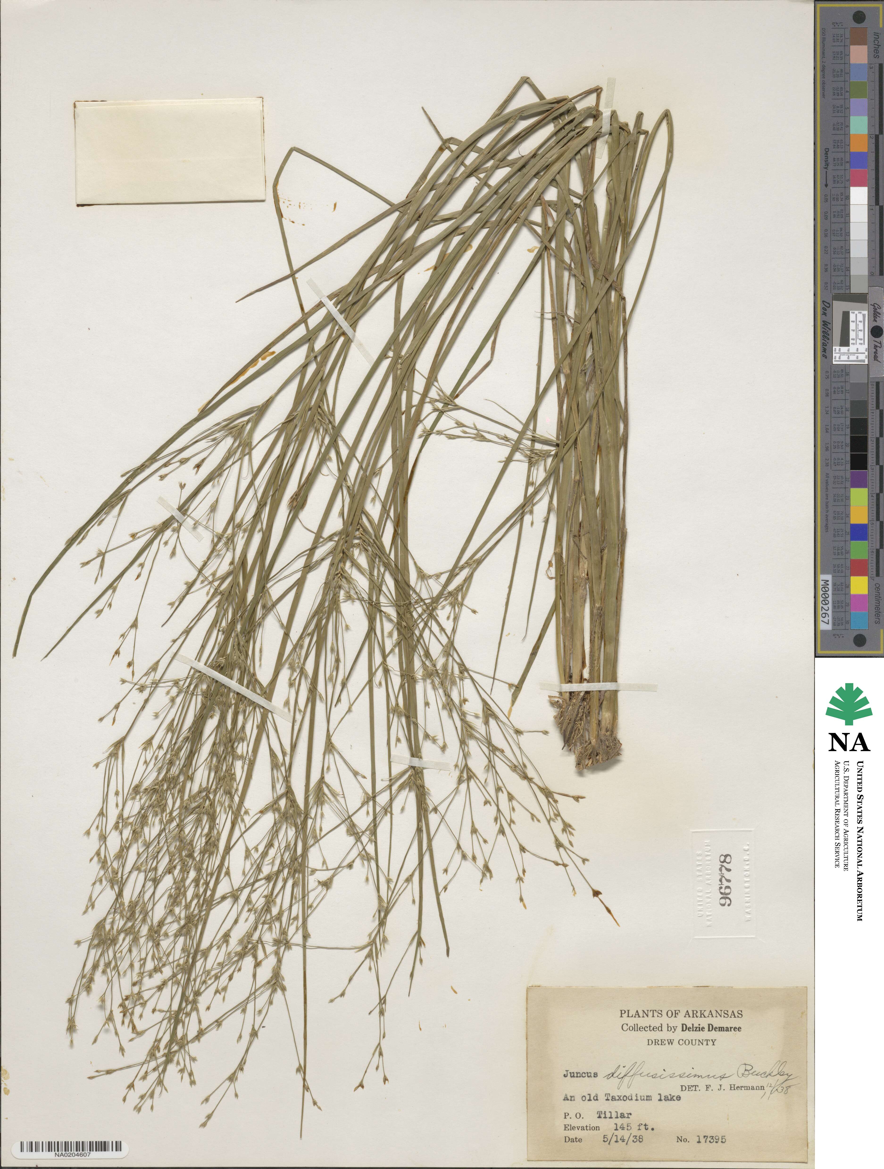 Juncus diffusissimus image