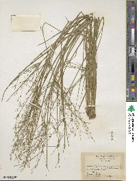 Juncus diffusissimus image