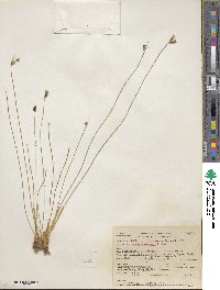 Juncus drummondii image