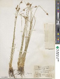 Juncus drummondii image