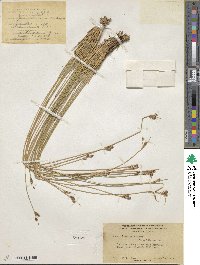 Juncus drummondii image