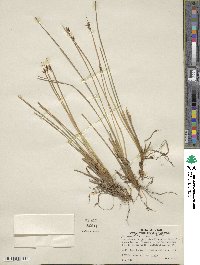 Juncus drummondii image