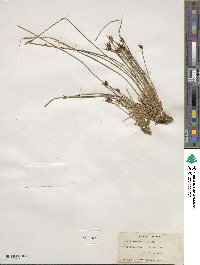 Juncus drummondii image