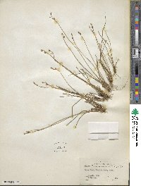 Juncus drummondii image