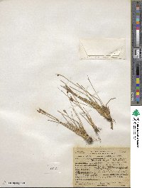 Juncus drummondii image