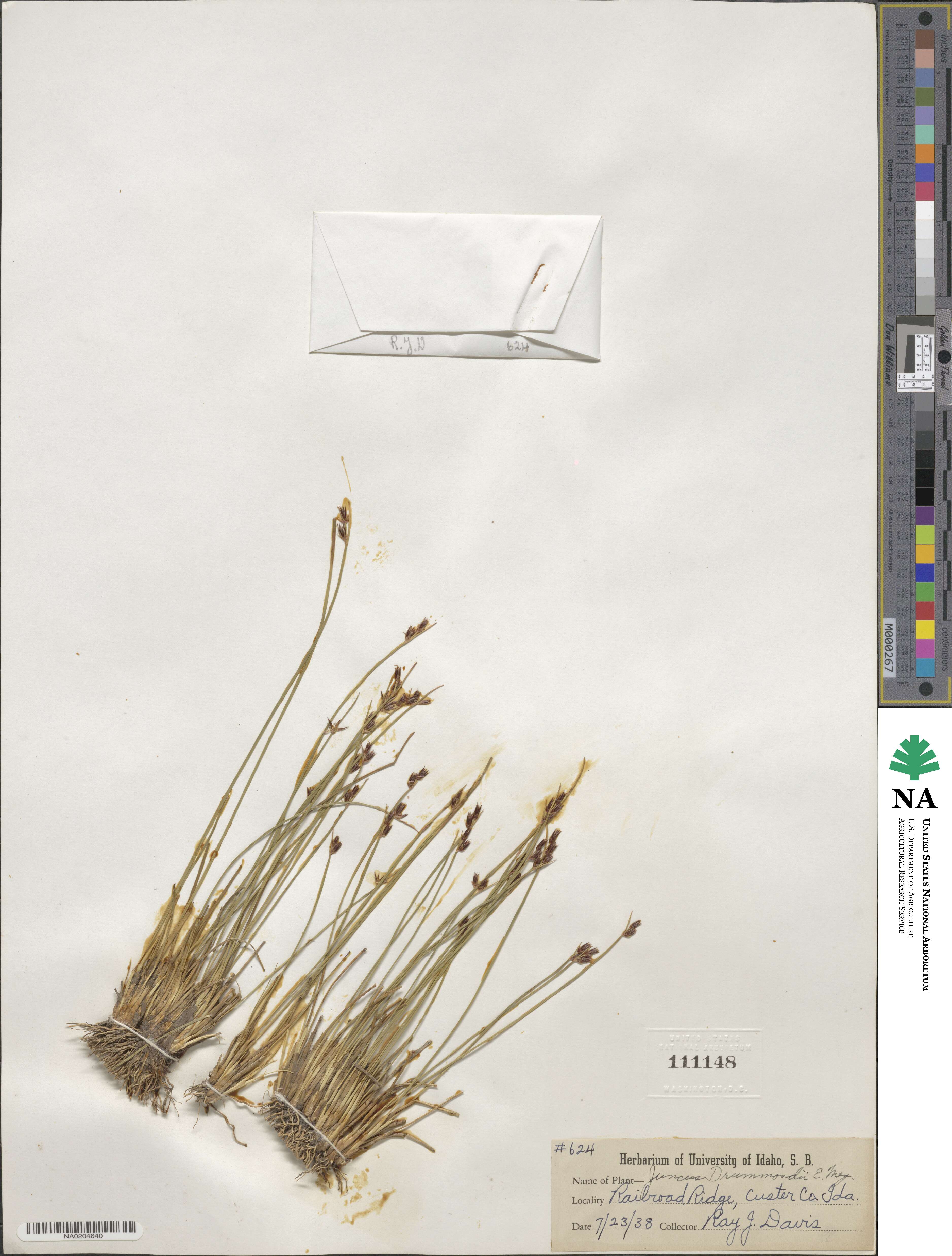 Juncus drummondii image