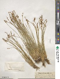 Juncus drummondii image