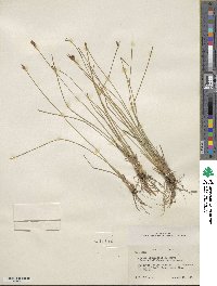 Juncus drummondii image