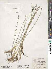 Juncus drummondii image