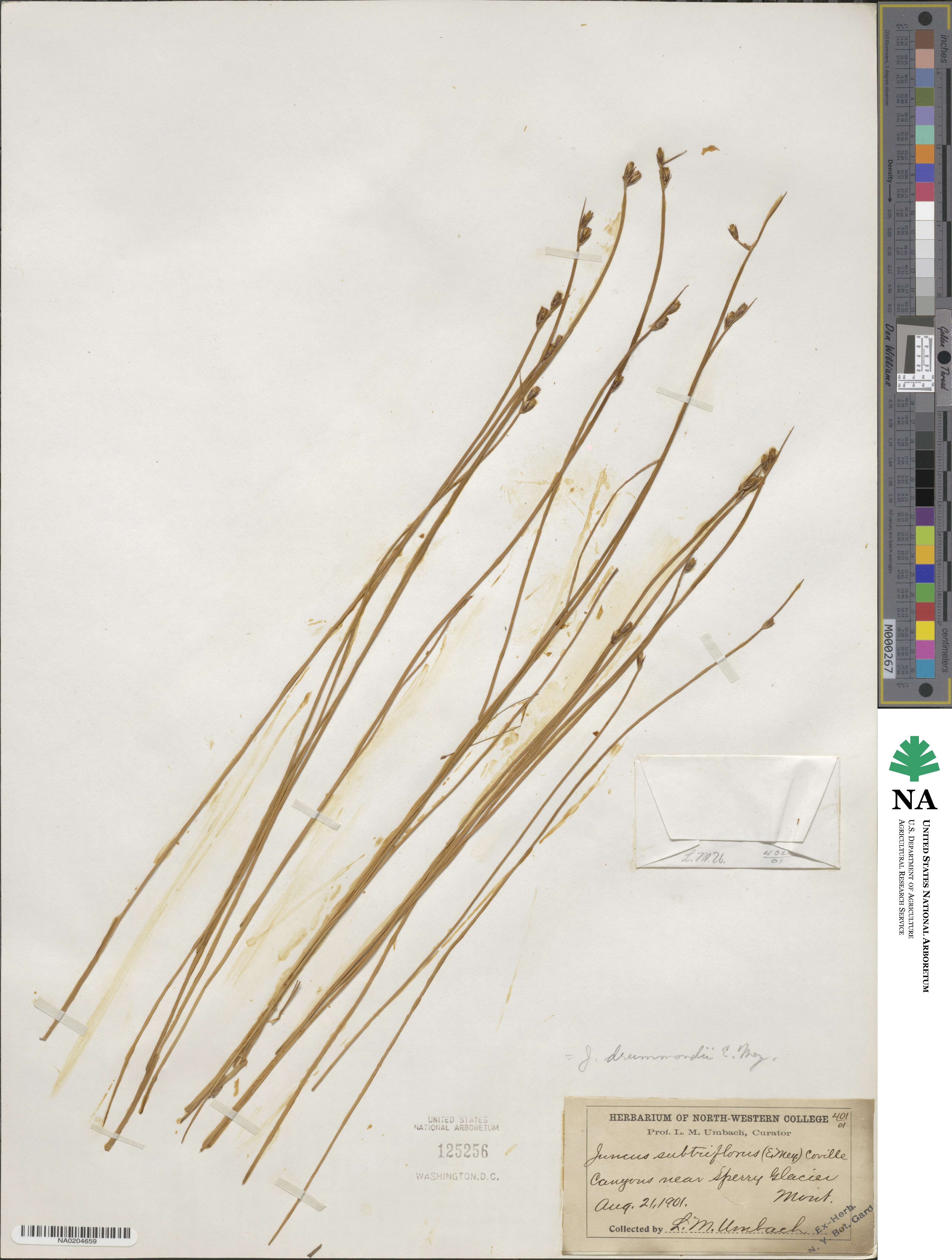 Juncus drummondii image