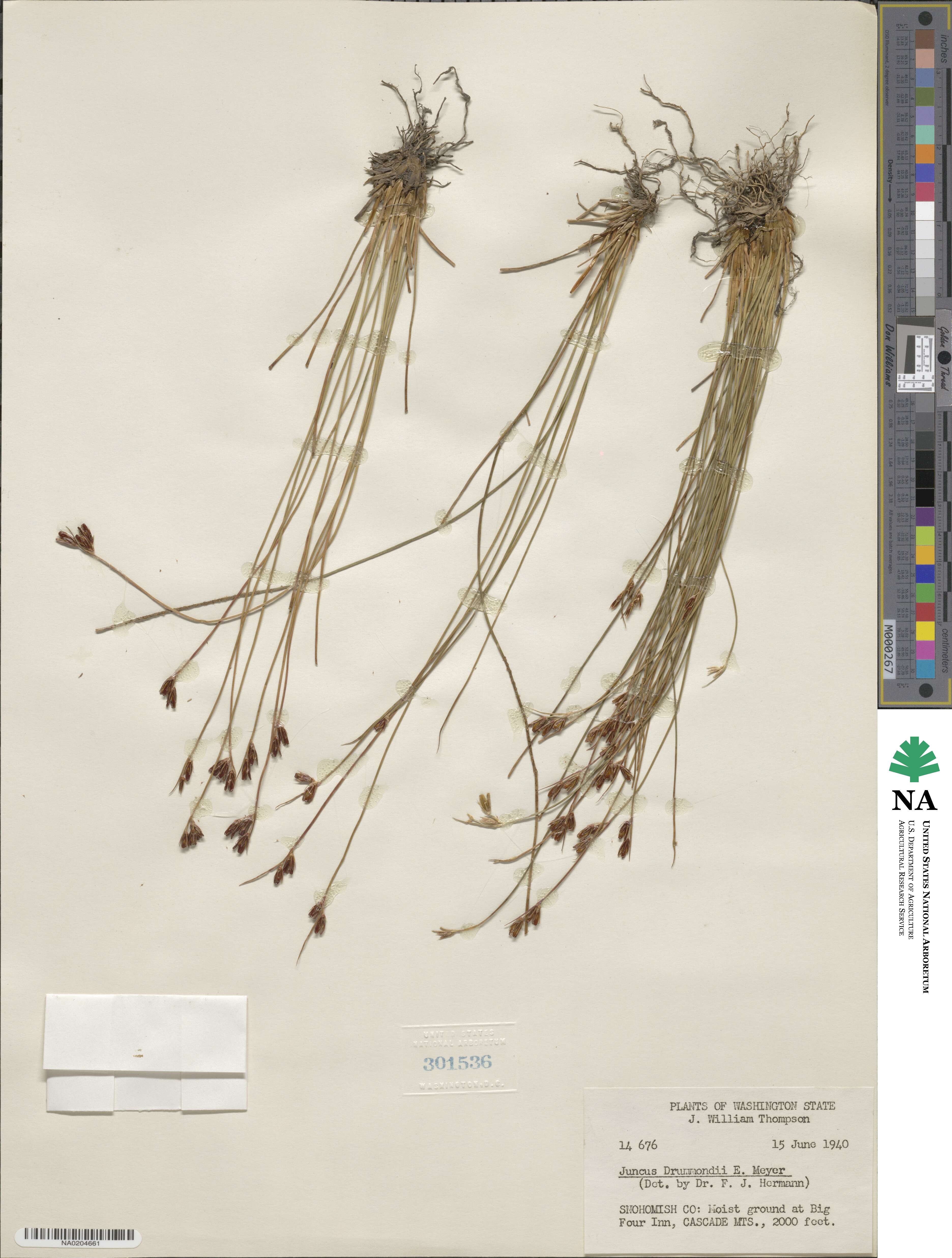 Juncus drummondii image