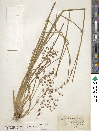 Juncus dubius image